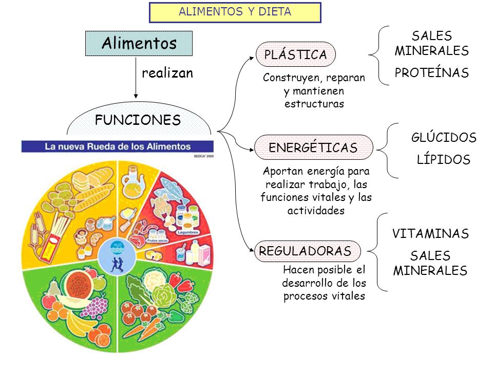 Las funciones de la proteína